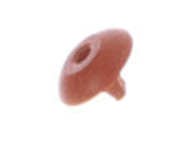 Echo Valve-Check Purge - 12317135630